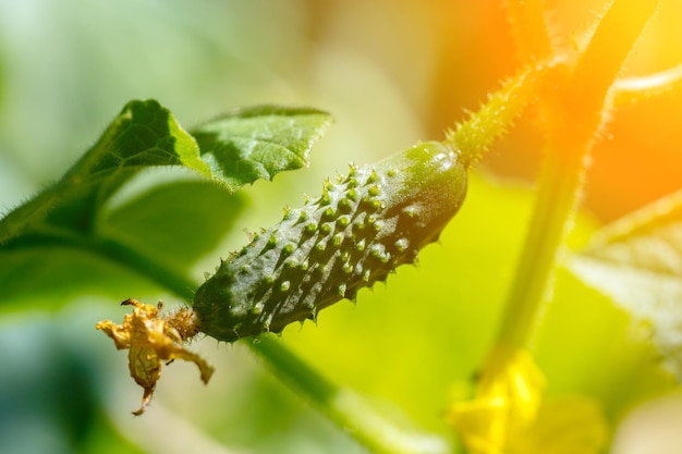 Organic cucumber growths in vegetable garden