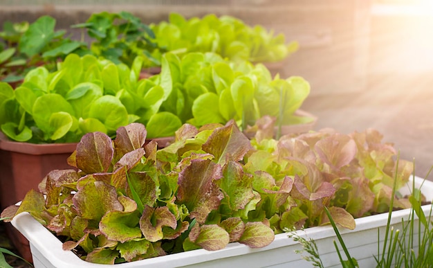 Organic cultivation of lettuce leaves in the garden Selective focus