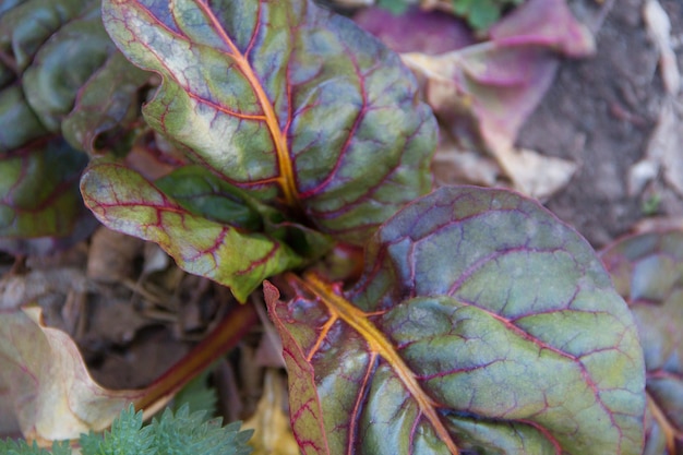 Organic cultivation of a variety of chard in autumn