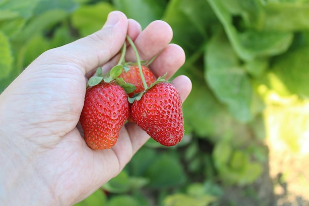 Organic and delicious strawberries in the farmer's hand red summer fruit