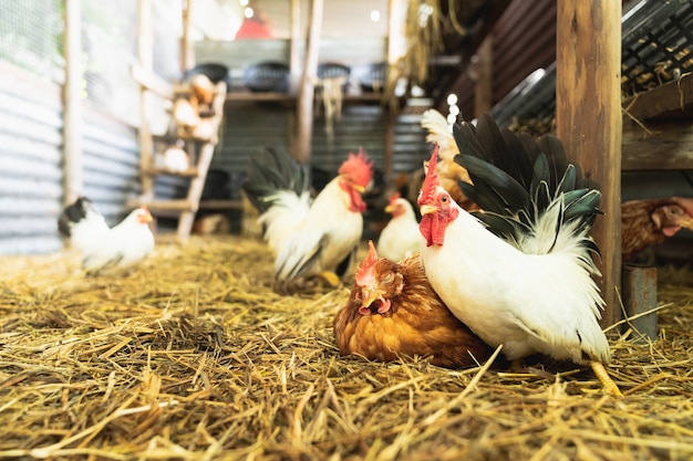 Organic Eggs Production Line