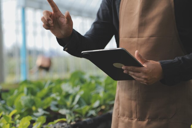 写真 有機農場労働者が温室農場の庭でチンゲン菜の有機野菜をテストし、環境データを収集する