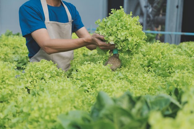 Organic farm Worker testing and collect environment data from bok choy organic vegetable at greenhouse farm garden