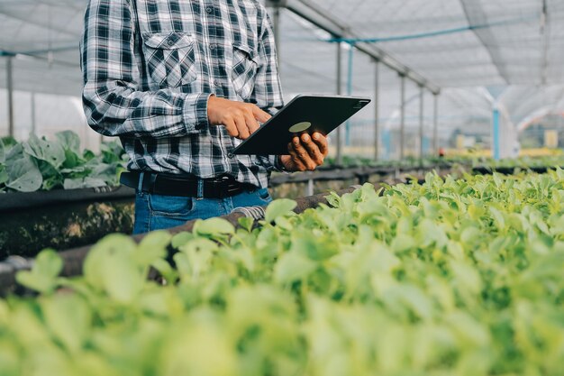 organic farm worker testing and collect environment data from bok choy organic vegetable at greenhouse farm garden