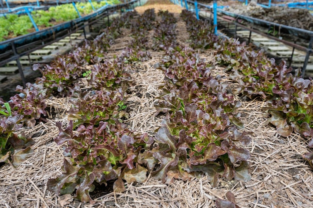 Lattuga di quercia rossa da agricoltura biologica su terreno