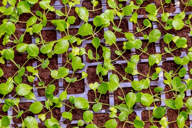 Organic farming, seedlings growing in greenhouse. Lots of cabbage seedlings in black plastic cassettes in the greenhouse.