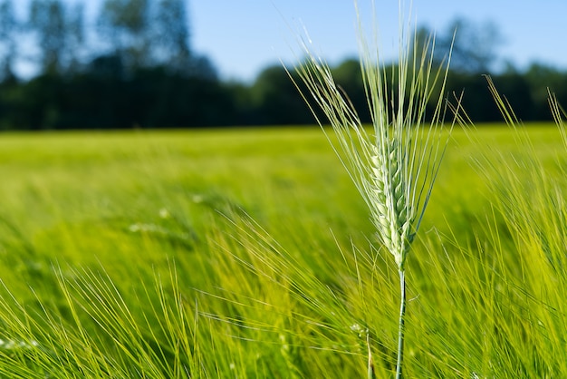 Organic field of green wheat close up. selective focus.