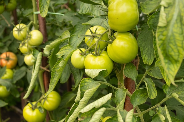 Organic food, unripe green tomatoes on the branches