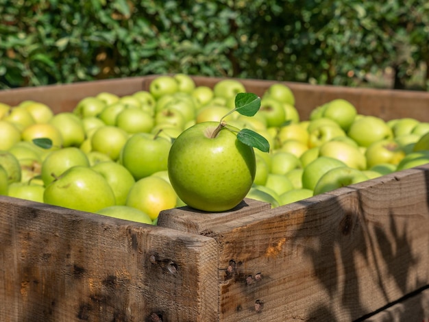 Organic Fresh Apples in a wooden crate in an apple orchard