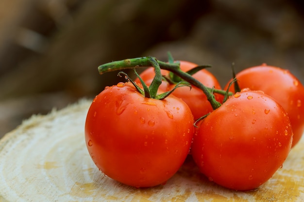 Organic fresh cherry tomatoes on wooden background still life