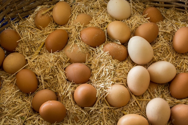 Organic fresh farm eggs at the market