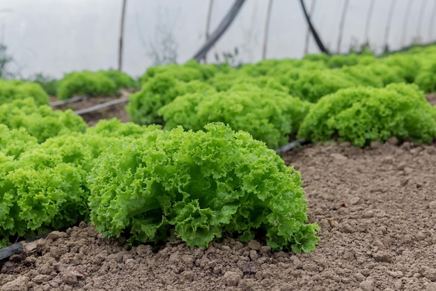 Органический свежий зеленый салат, растущий в теплице