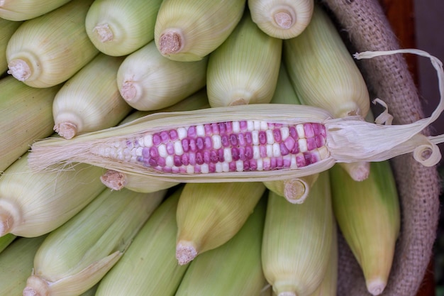 Organic fresh sweet corn for sale at a local farmers market in Bali Indonesia Close up