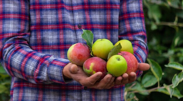 유기농 과일과 채소 농부는 사과를 손에 쥐고 있다