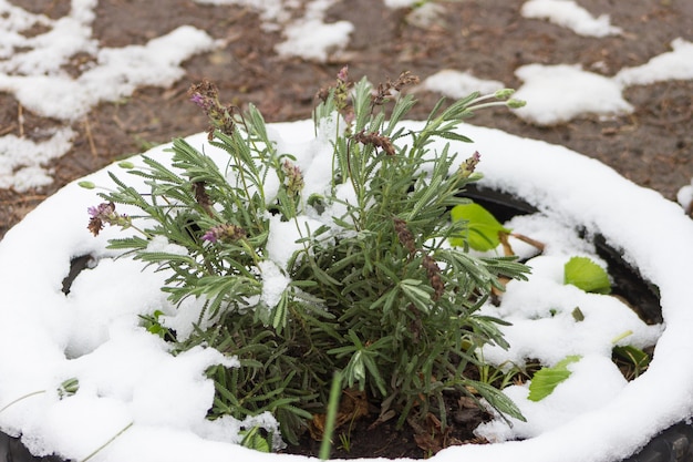 Organic garden plants covered with snow