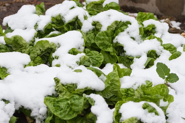 Organic garden plants covered with snow