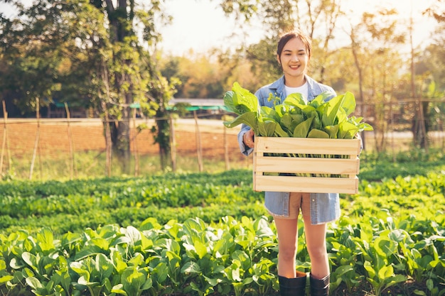 有機栽培の庭師の若い女性は、木箱で野菜を選んで朝に顧客に届けます。