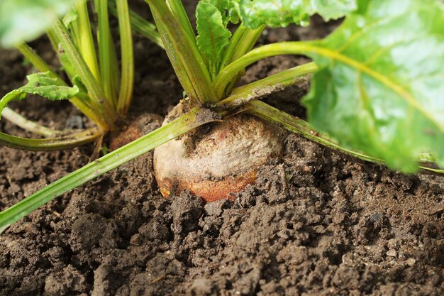 Photo organic golden beets growing in bed