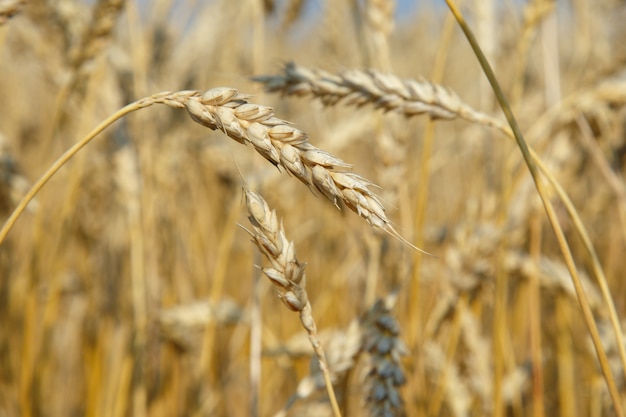フィールドで小麦の有機黄金熟した耳