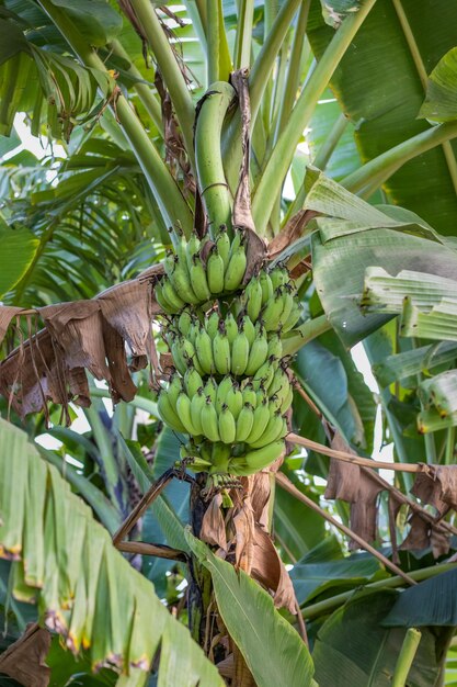 Organic green banana growing on the tree inside of an agricultural farm