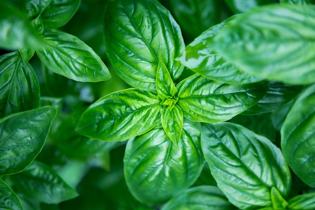 Organic green basil plant growing in garden. Top view. Food background.