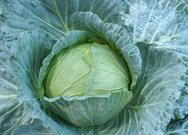 Organic green cabbage background in the garden