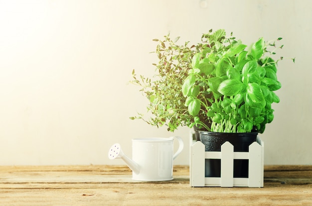 Organic green herbs (melissa, mint, thyme, basil, parsley) in pots and white fence. Summer, spring background with sunny leaks.