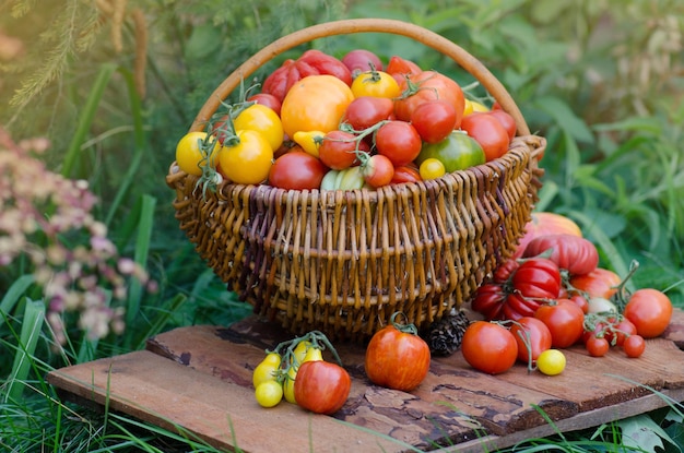 Pomodori arancioni gialli rossi verdi organici in cestino di legno