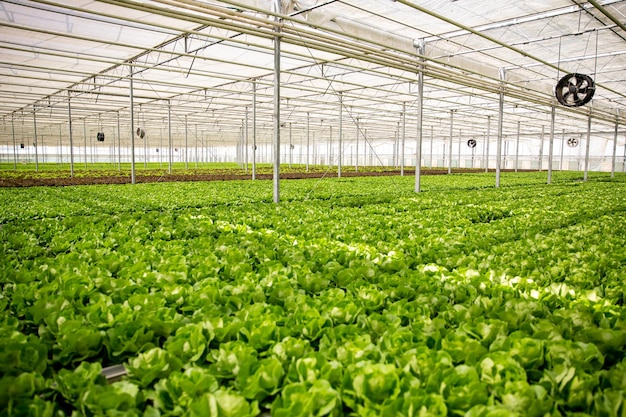 Insalata verde biologica in serra con tecnologia moderna per la produzione.