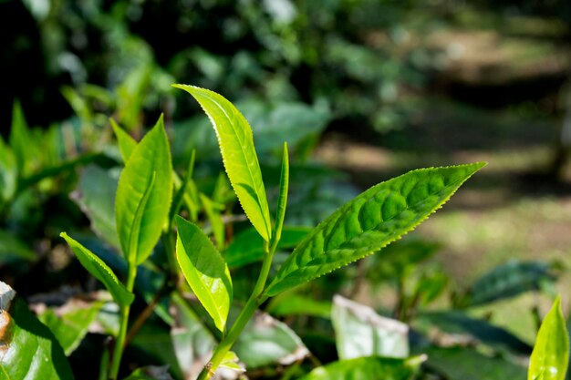 Organic green tea plantation in the north of thailand near chiang mai