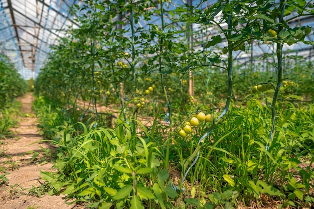 有機グリーントマトは温室で熟します。化学薬品なしの野菜栽培、健康食品