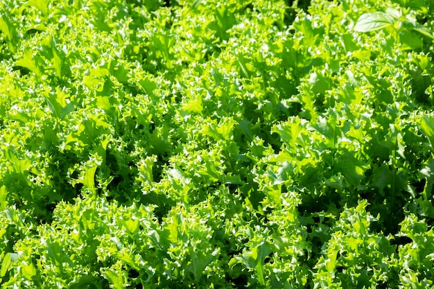 晴れた日の農場での有機緑野菜