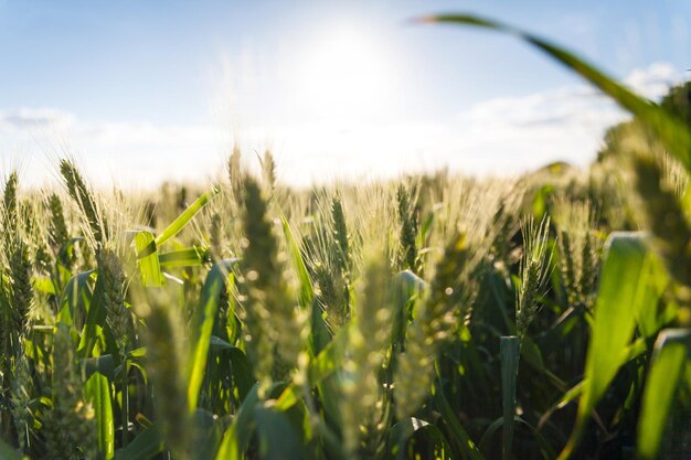 農作物開発の初期段階としての晴れた日の有機緑小麦畑