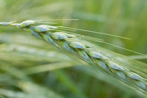 Organic green wheat