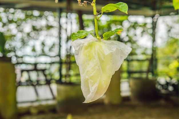 有機グアバは、害虫から保護するためにビニール袋で育ちます