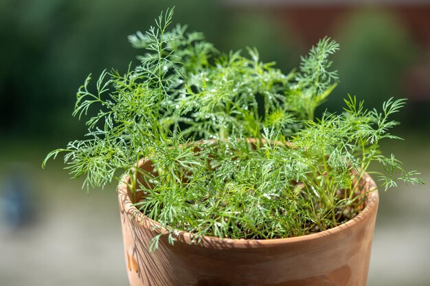 Organic herbs growing at home fresh green dill growing in clay pot on balcony grow seedlings