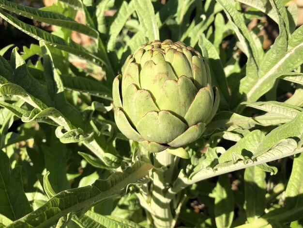 Organic_home_grown_globe_artichoke_in_a_mediterran_