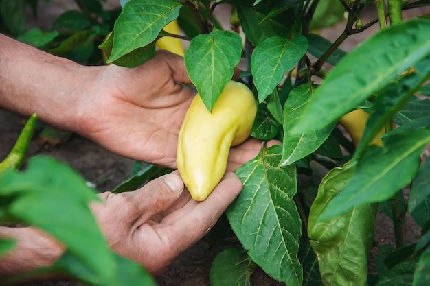 Organic homemade vegetables in the hands of male peppers.