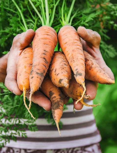 Organic homemade vegetables in the hands of men.