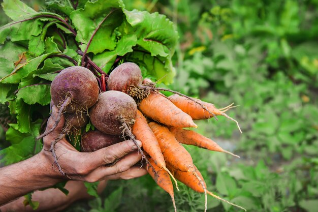 男性の手の中に有機の自家製野菜。