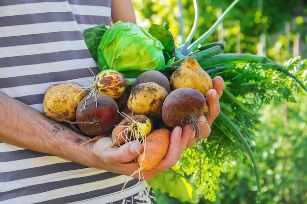 Ortaggi biologici fatti in casa nelle mani degli uomini.