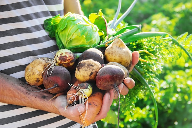 男性の手の中に有機の自家製野菜。