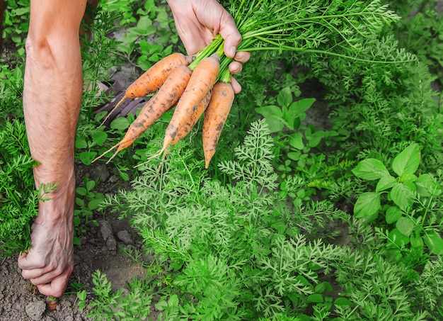 Organic homemade vegetables in the hands of men.