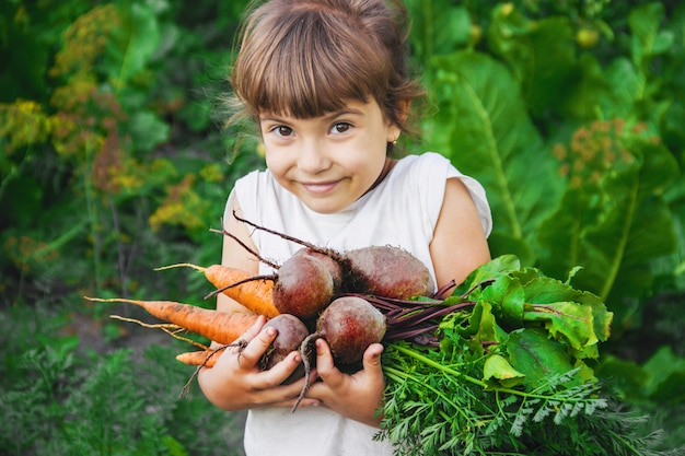 Organic homemade vegetables harvest carrots and beets