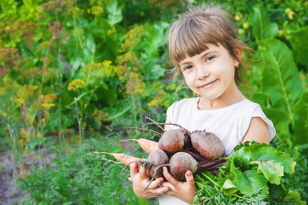 Organic homemade vegetables harvest carrots and beets