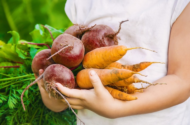 Organic homemade vegetables harvest carrots and beets