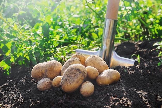 유기농 수제 야채는 감자를 수확합니다. 선택적 초점.
