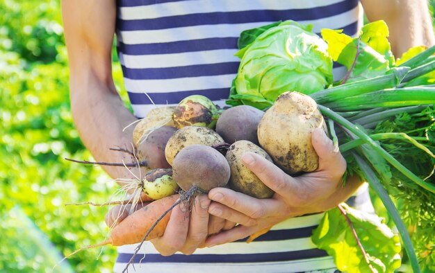 Органические домашние овощи в руках мужчин.