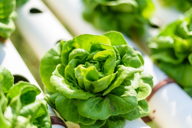 有機水耕栽培野菜栽培農場