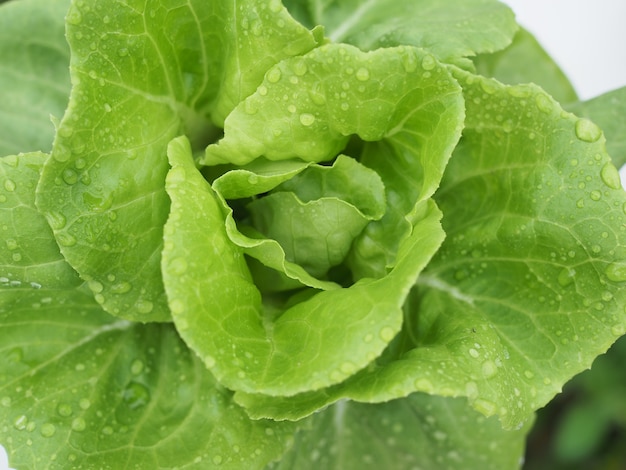 有機水耕栽培野菜栽培農場